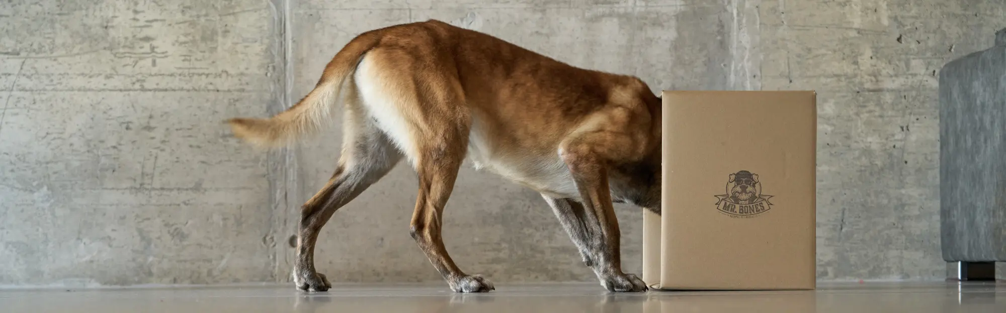 categoria-regalos Regalos para perros