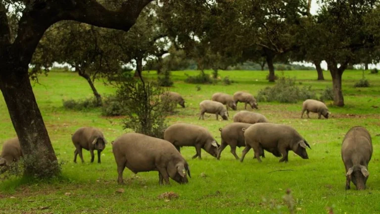 cerdo iberico comiendo bellotas en epoca de montanera en dehesa extremeña