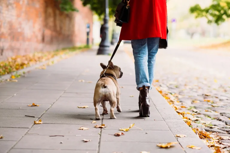 Persona paseando a su perro por un camino con hojas de otoño, representando el placer de pasear al perro en otoño.