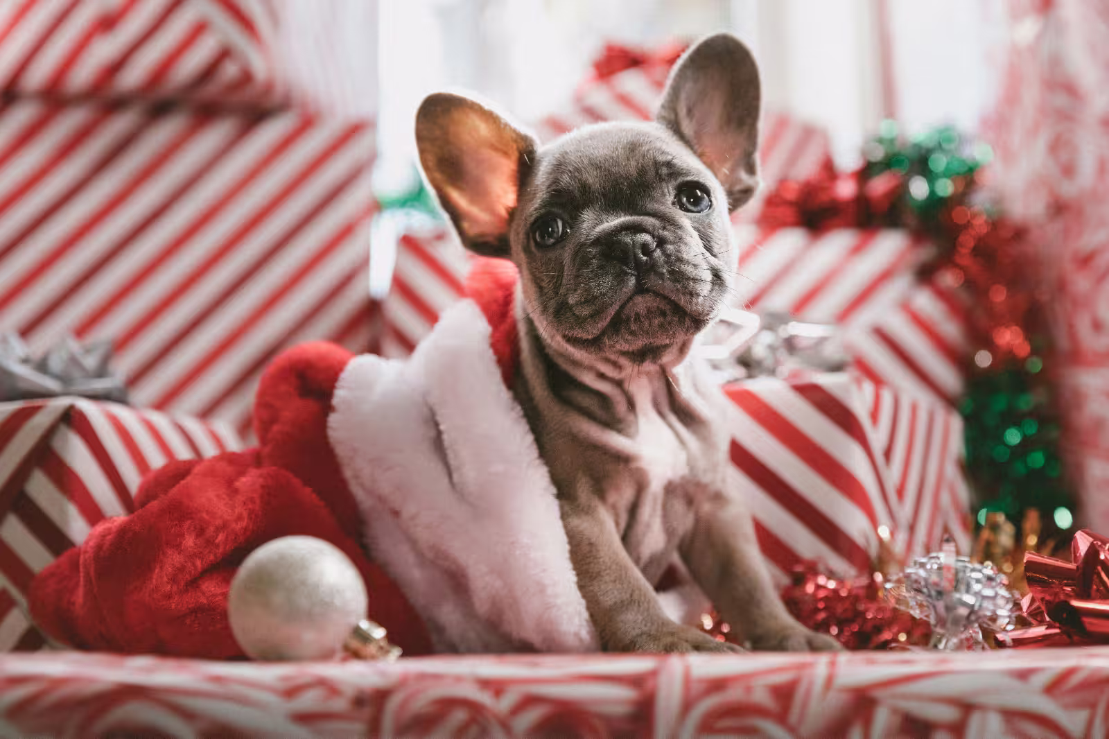 Perros Navideños