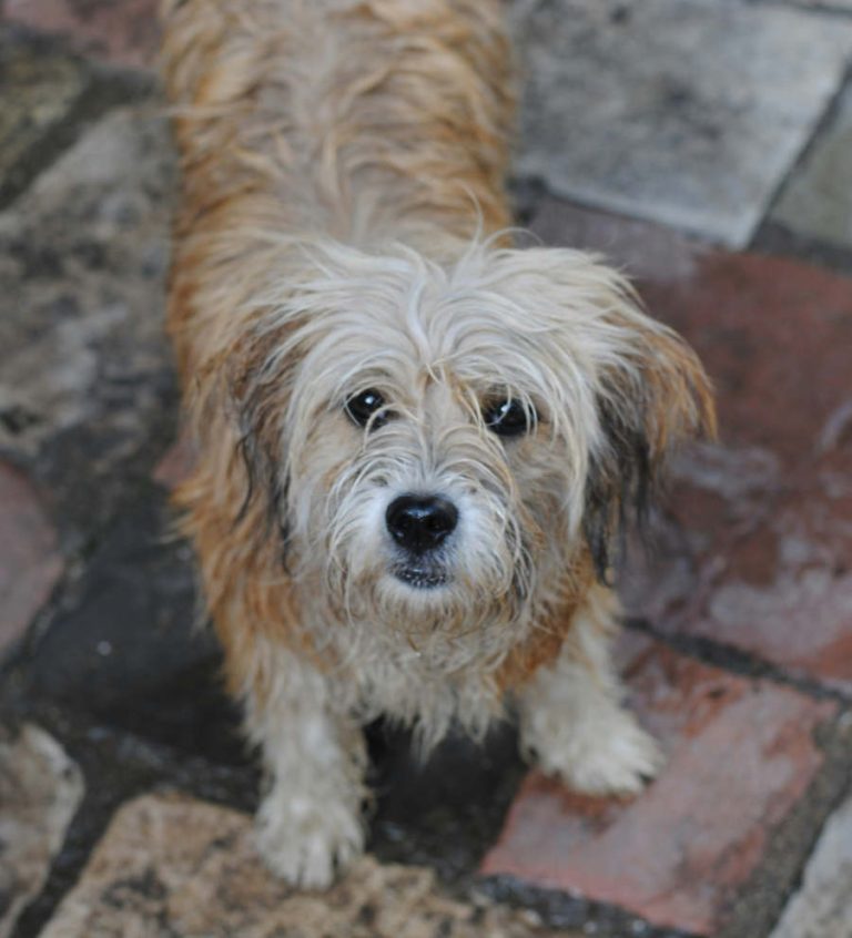 olor a Perro mojado